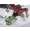 Halo kid Rb6o76