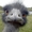 MLGpro