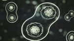Flood Cell Division.jpg