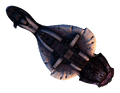 Thumbnail for version as of 01:34, October 30, 2011